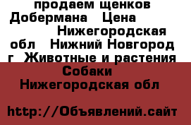 продаем щенков Добермана › Цена ­ 35000-30000 - Нижегородская обл., Нижний Новгород г. Животные и растения » Собаки   . Нижегородская обл.